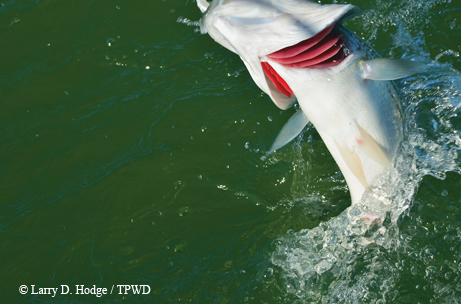 stripers
